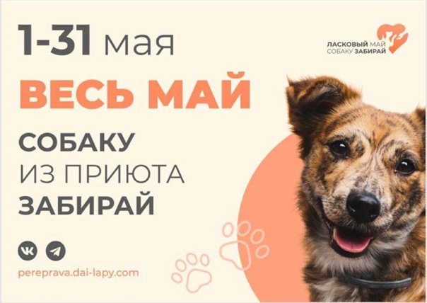 В Югре стартовала первая зоозащитная акция «Ласковый май - собаку забирай»