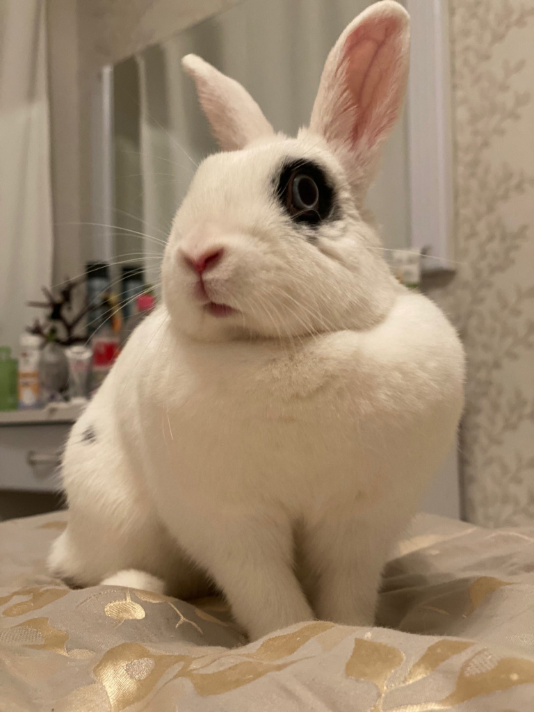 Инструкция по изготовлению комбикорма для кроликов в домашних условиях